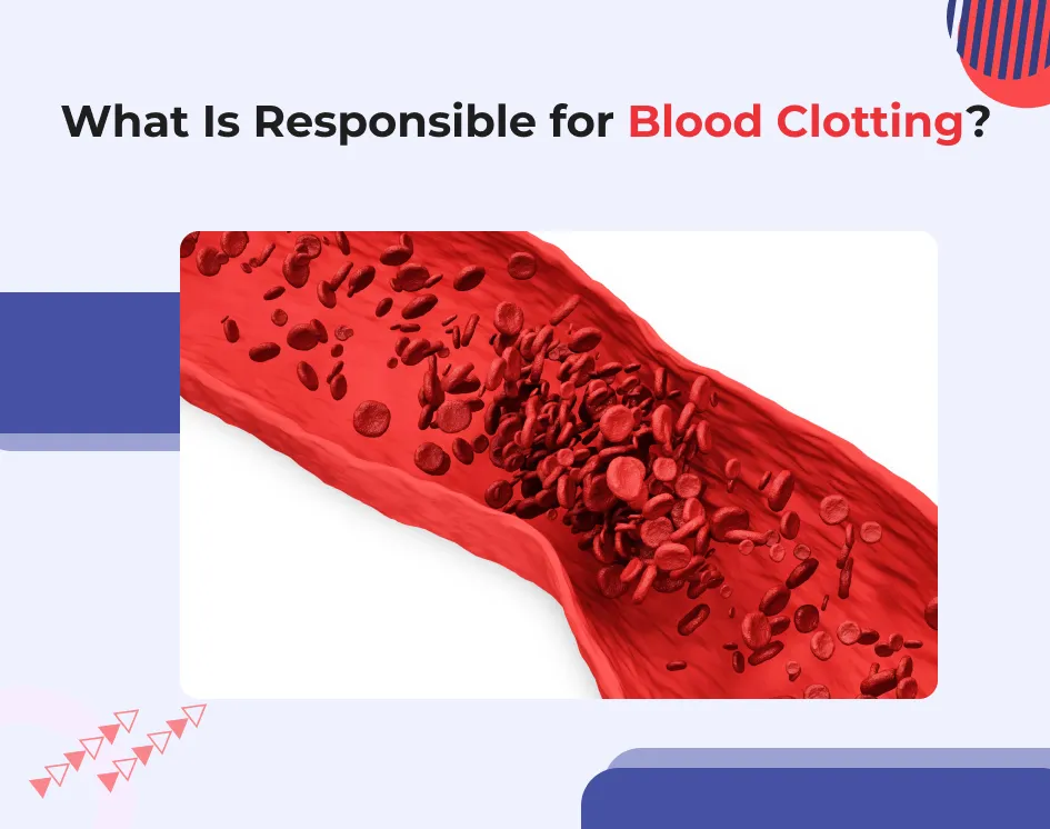 What Is Responsible for Blood Clotting?