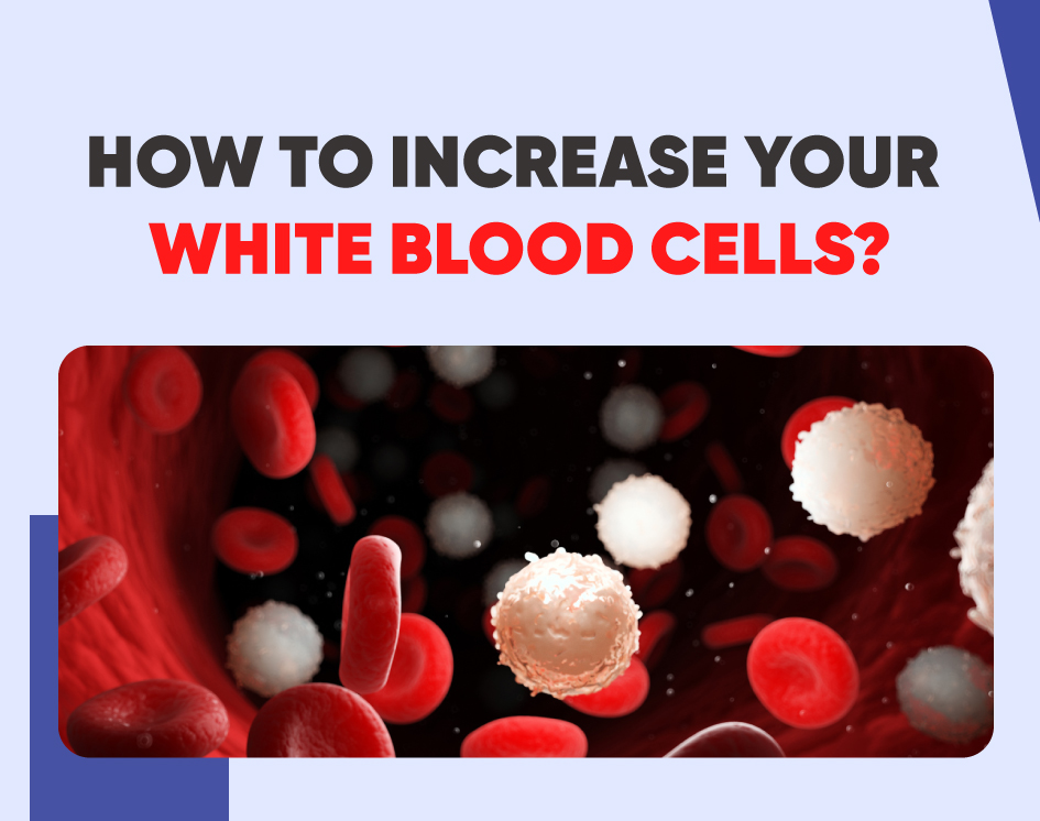 How To Increase Your White Blood Cells?